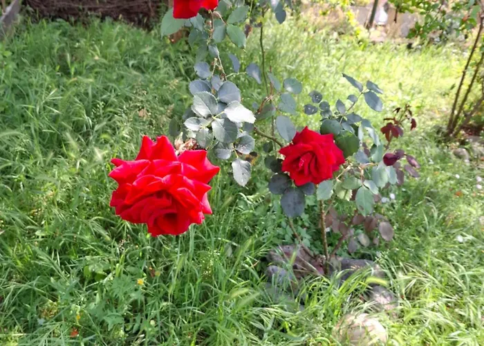 Il Melo Apartamento